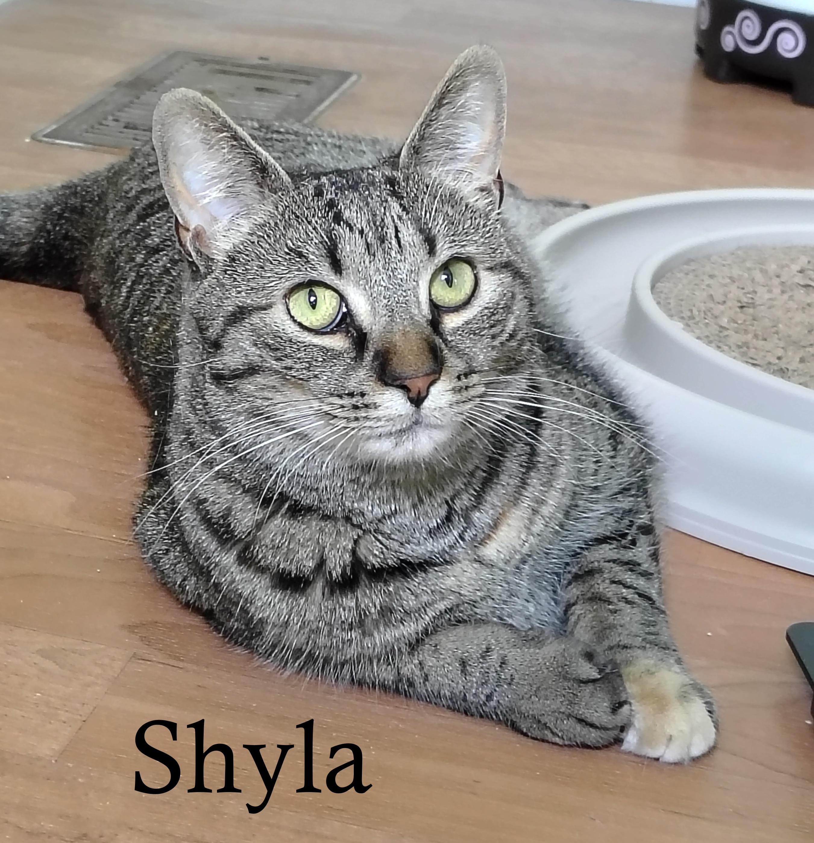 Shyla & Braveera, a ADOPTABLE mixed breed in Montour Falls, NY image 1/4