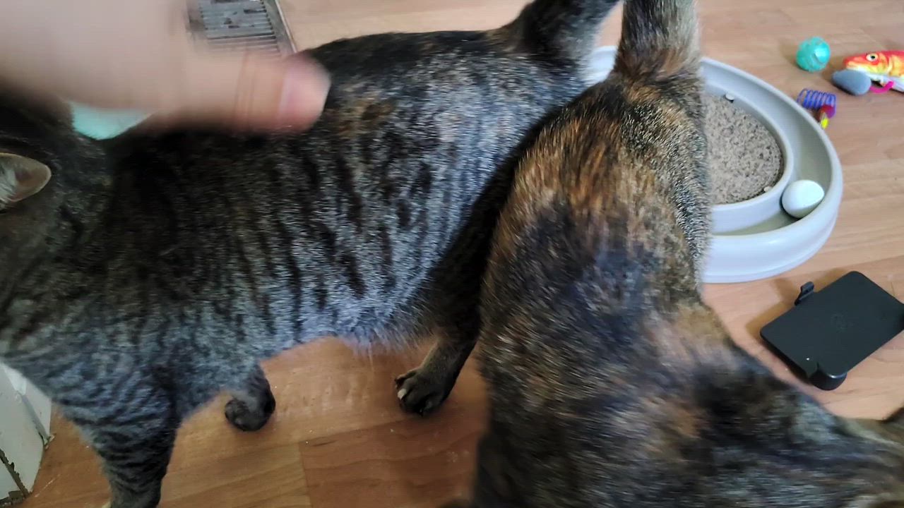 Enlarge Shyla & Braveera, a ADOPTABLE mixed breed in Montour Falls, NY video 4/4