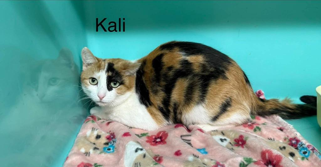 Enlarge Kali, a Adoptable mixed breed in Plattsburgh, NY image 1/1