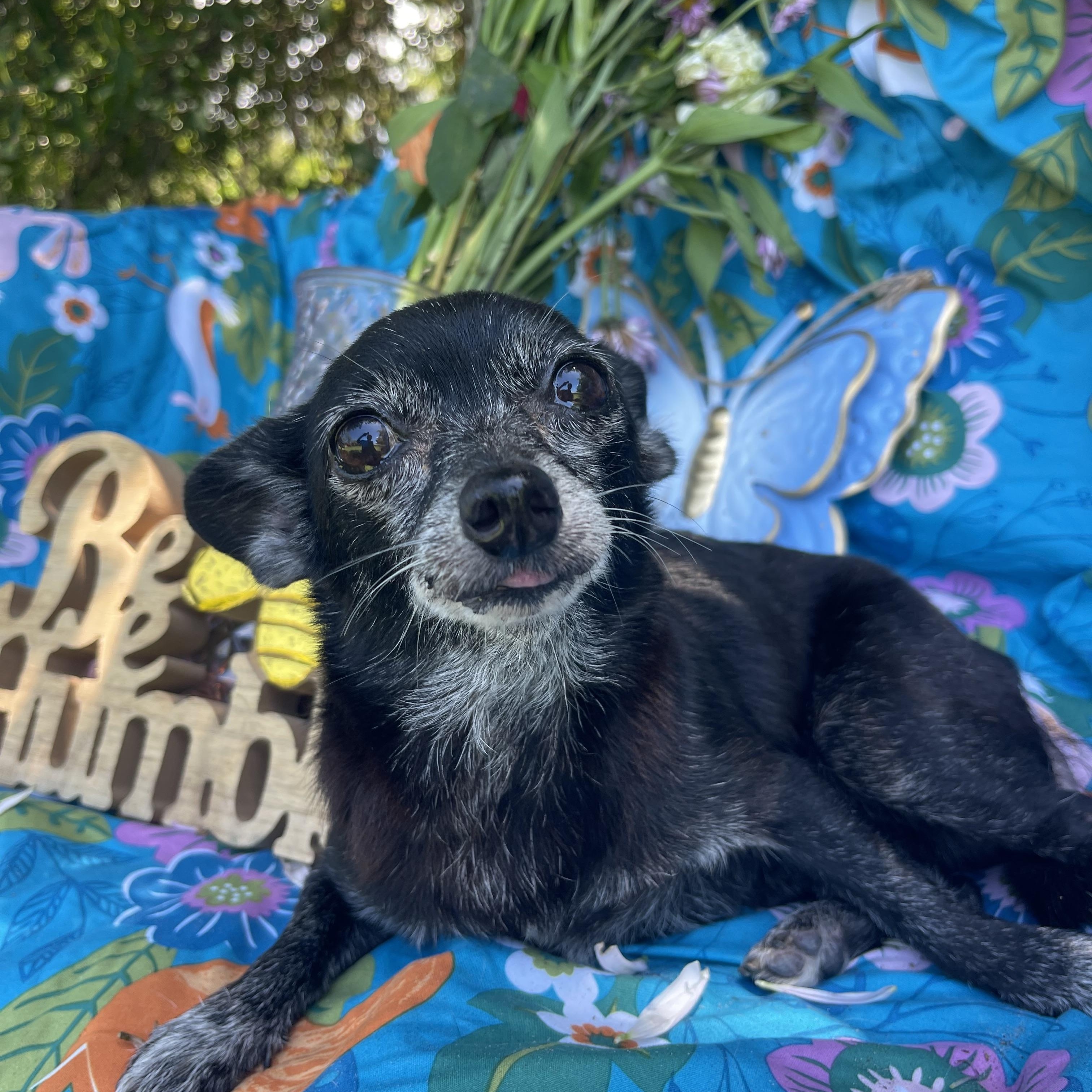 Enlarge Susie, an adopted Chihuahua in Sebring, FL image 6/6