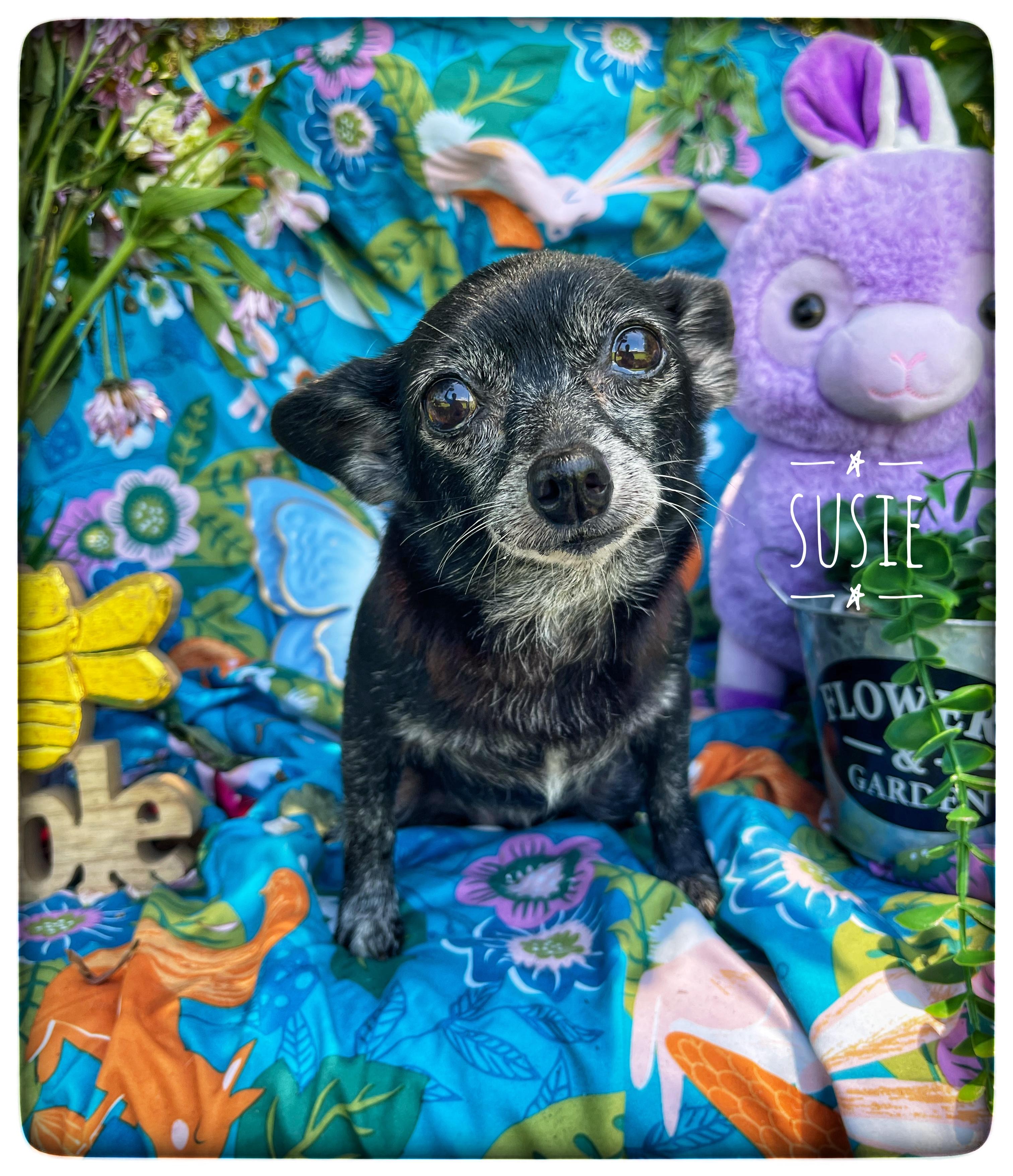 Susie, adopted, Senior Female Chihuahua.