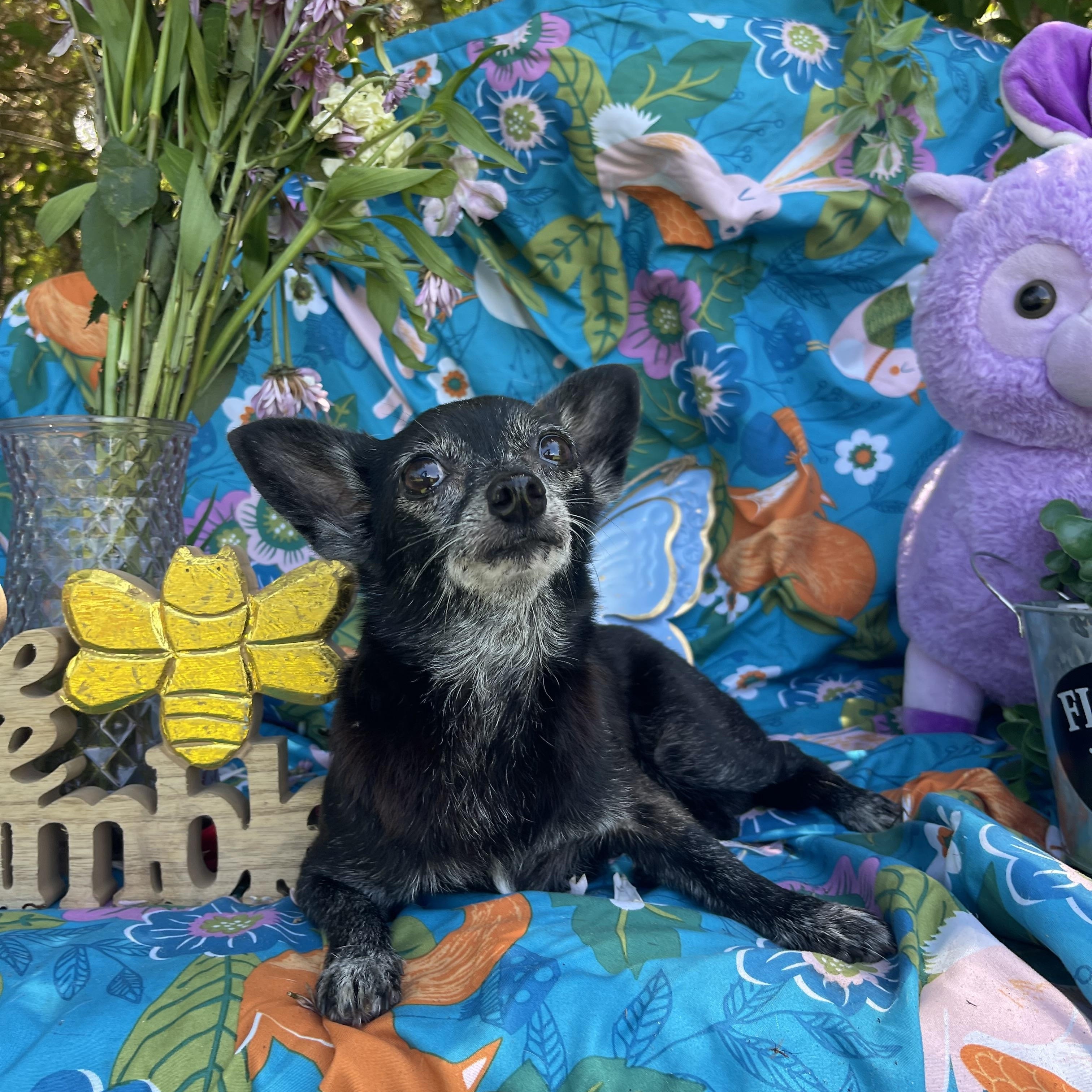 Enlarge Susie, an adopted Chihuahua in Sebring, FL image 2/6