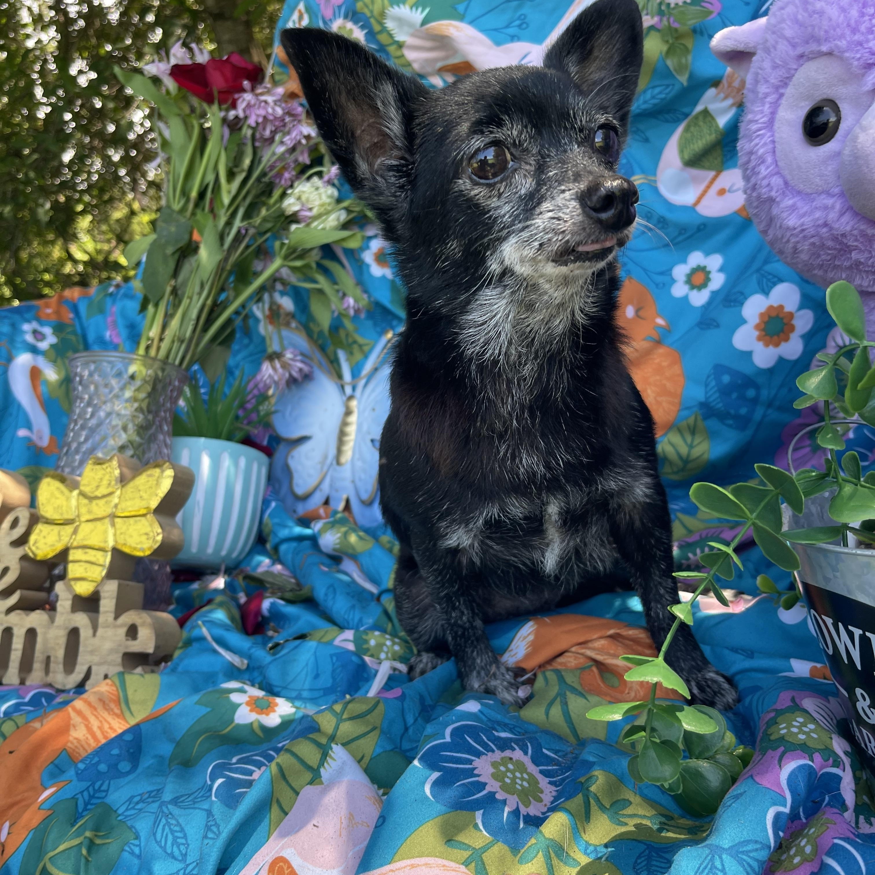 Enlarge Susie, an adopted Chihuahua in Sebring, FL image 4/6