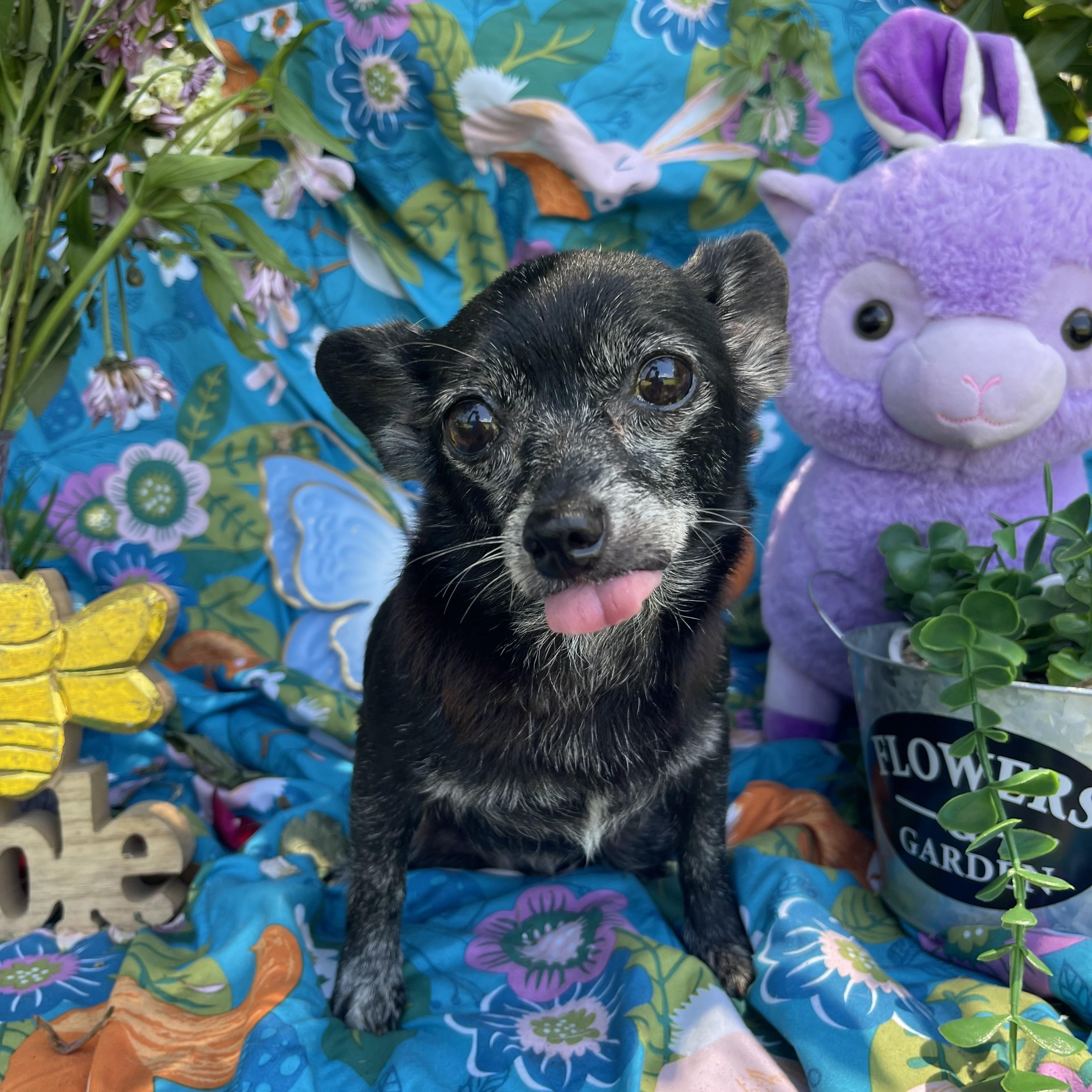 Enlarge Susie, an adopted Chihuahua in Sebring, FL image 5/6