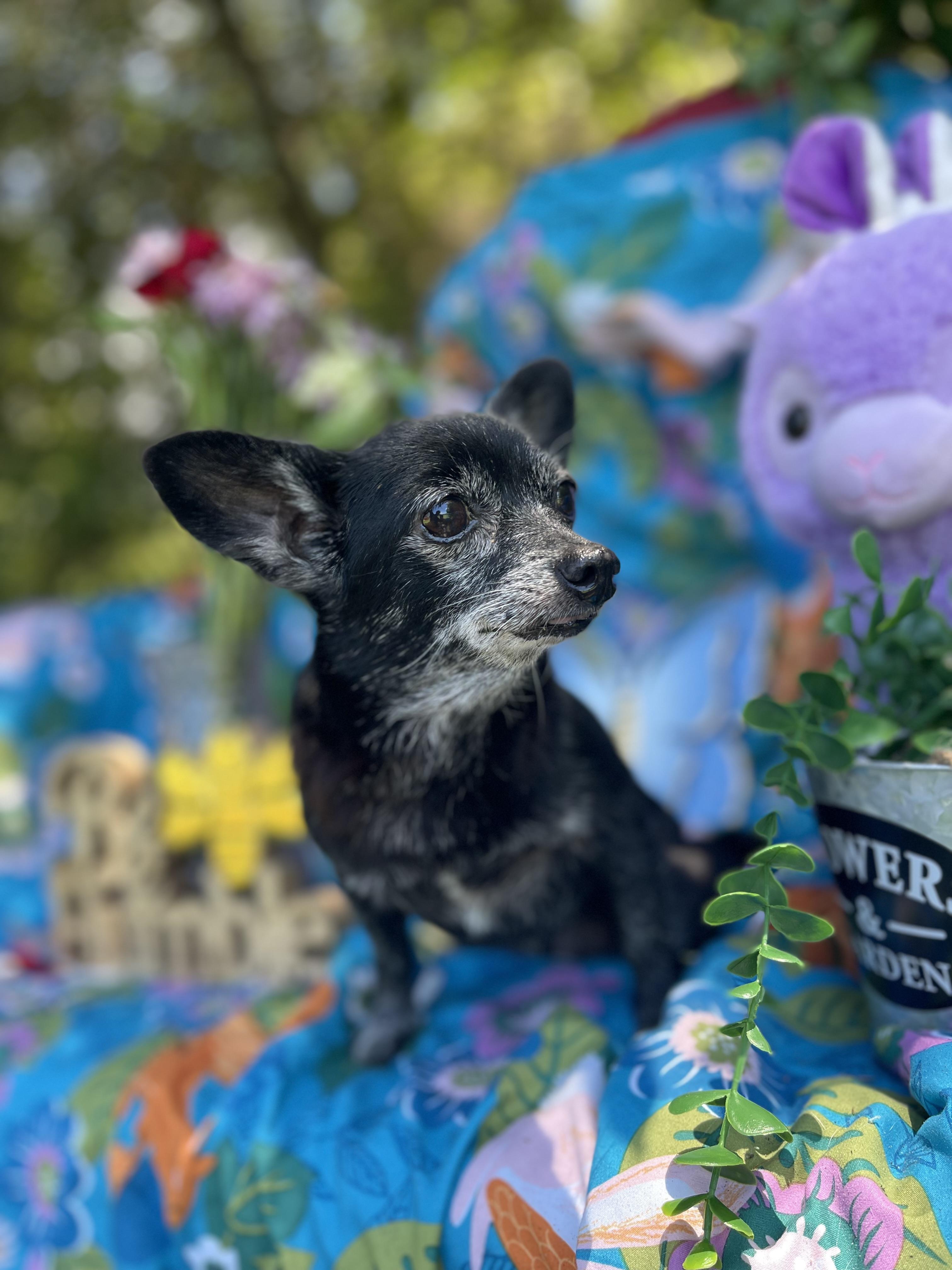 Enlarge Susie, an adopted Chihuahua in Sebring, FL image 3/6