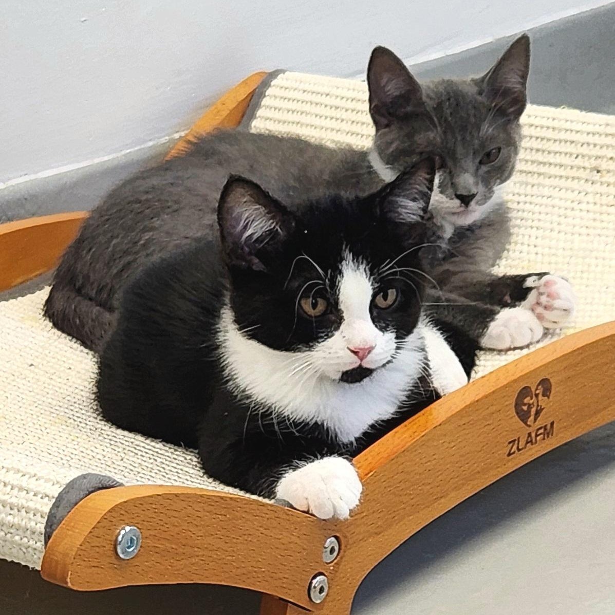 Enlarge Aggie & Dylan (adoption pending), a Adoptable Domestic Short Hair in Medfield, MA image 1/5