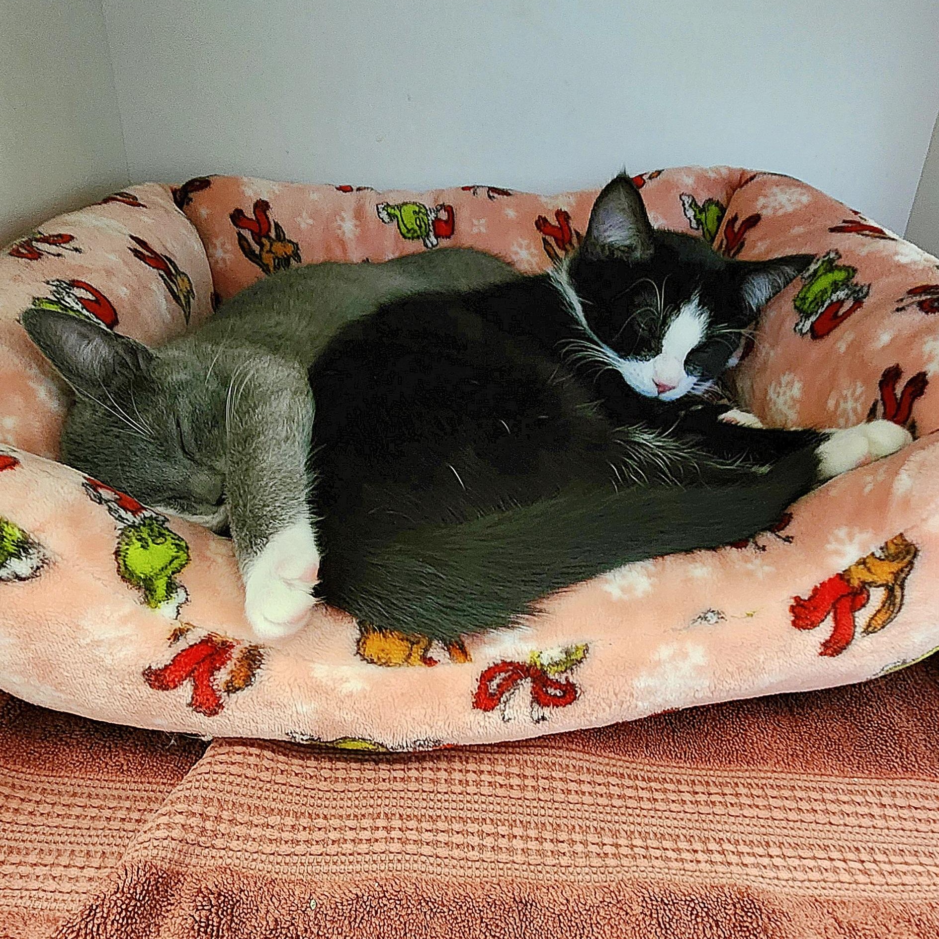Enlarge Aggie & Dylan (adoption pending), a Adoptable Domestic Short Hair in Medfield, MA image 5/5