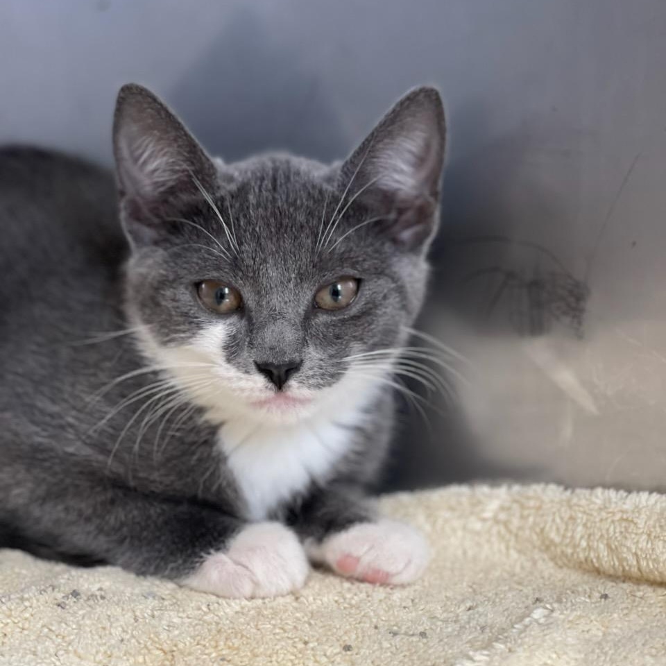 Enlarge Aggie & Dylan (adoption pending), a Adoptable Domestic Short Hair in Medfield, MA image 3/5