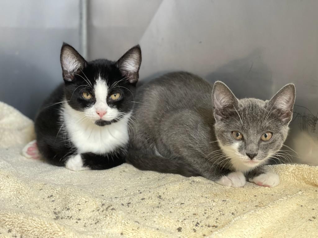 Enlarge Aggie & Dylan (adoption pending), a Adoptable Domestic Short Hair in Medfield, MA image 2/5
