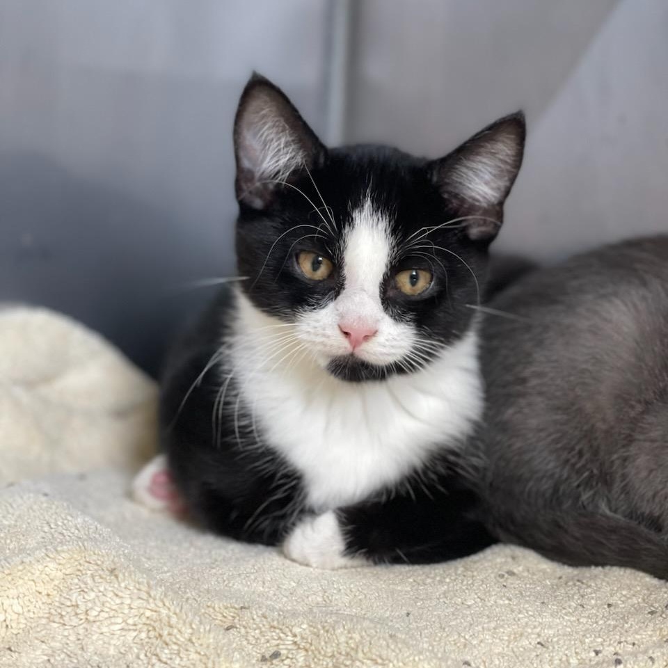 Enlarge Aggie & Dylan (adoption pending), a Adoptable Domestic Short Hair in Medfield, MA image 4/5