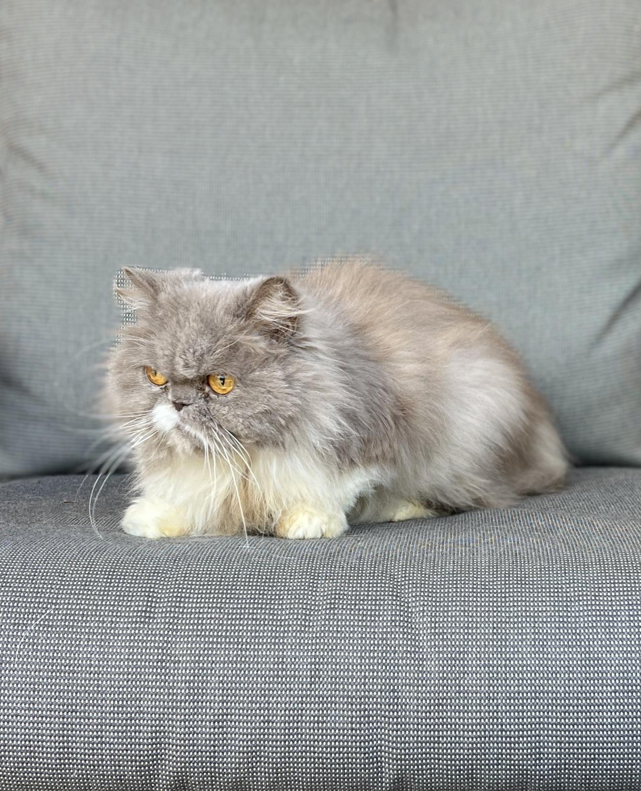 Enlarge PEANUT, an adopted Persian in valparaiso, IN image 2/4