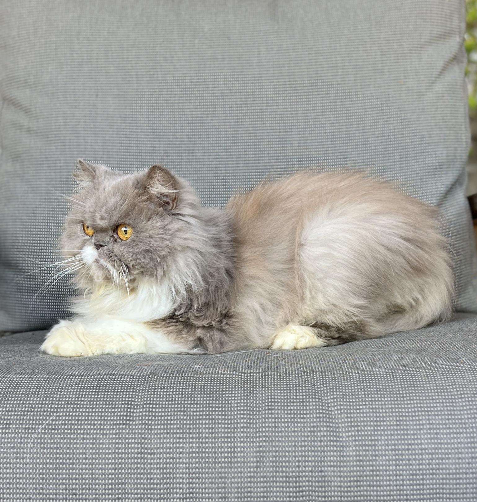 Enlarge PEANUT, an adopted Persian in valparaiso, IN image 4/4