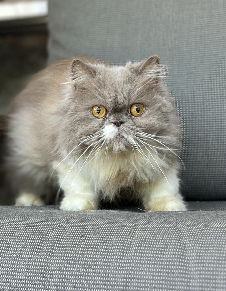 Enlarge PEANUT, an adopted Persian in valparaiso, IN image 1/4