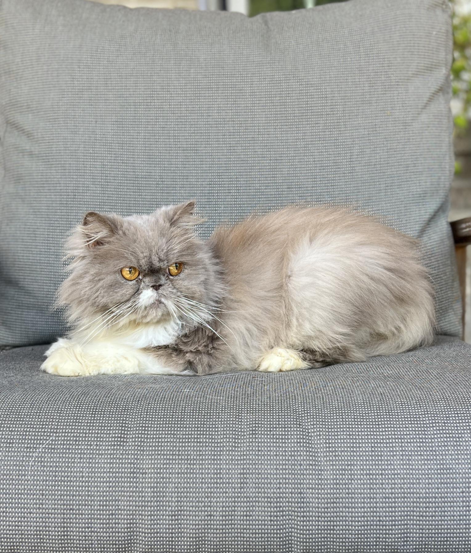 Enlarge PEANUT, an adopted Persian in valparaiso, IN image 3/4
