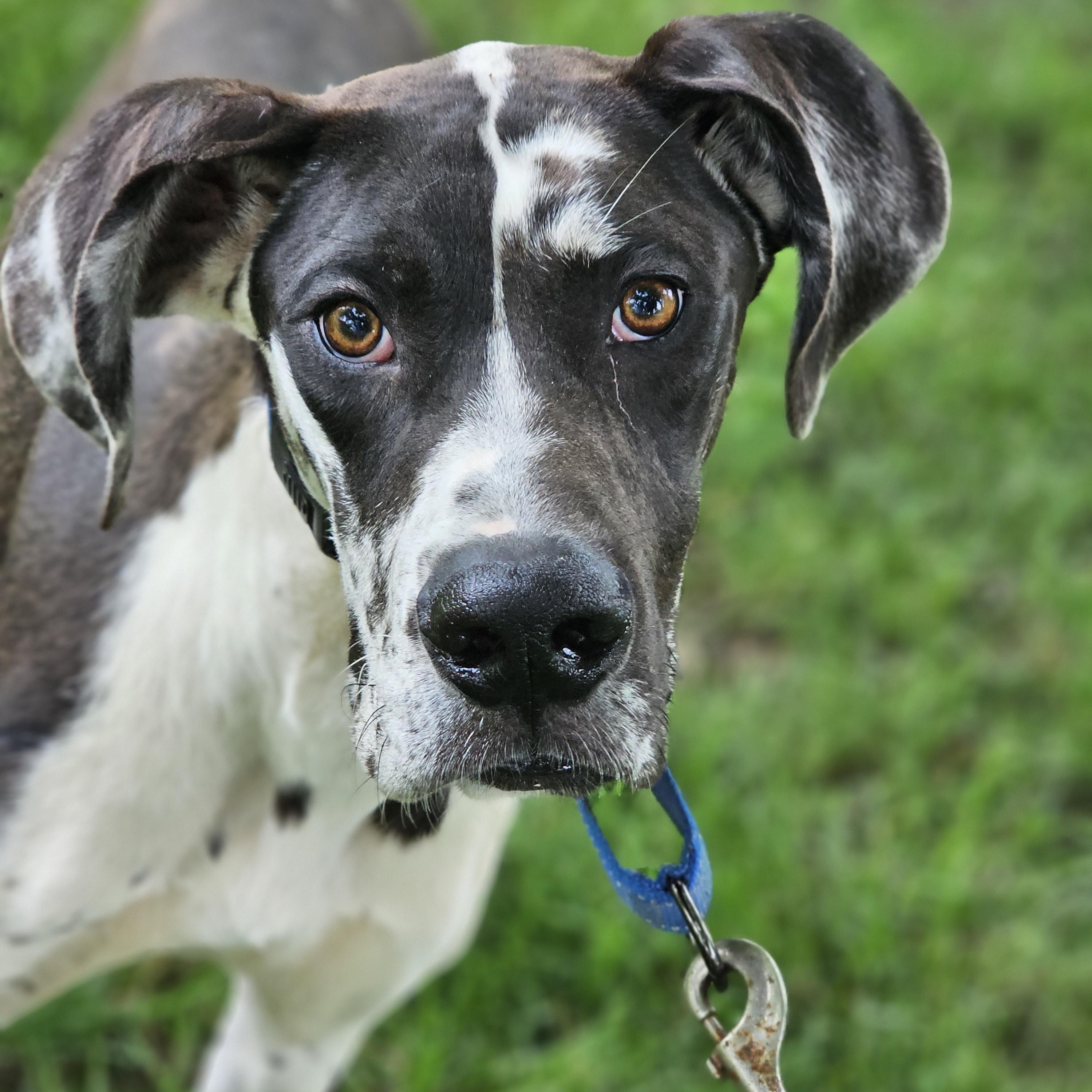 Nash so il, Adoptable, Puppy Male Great Dane.