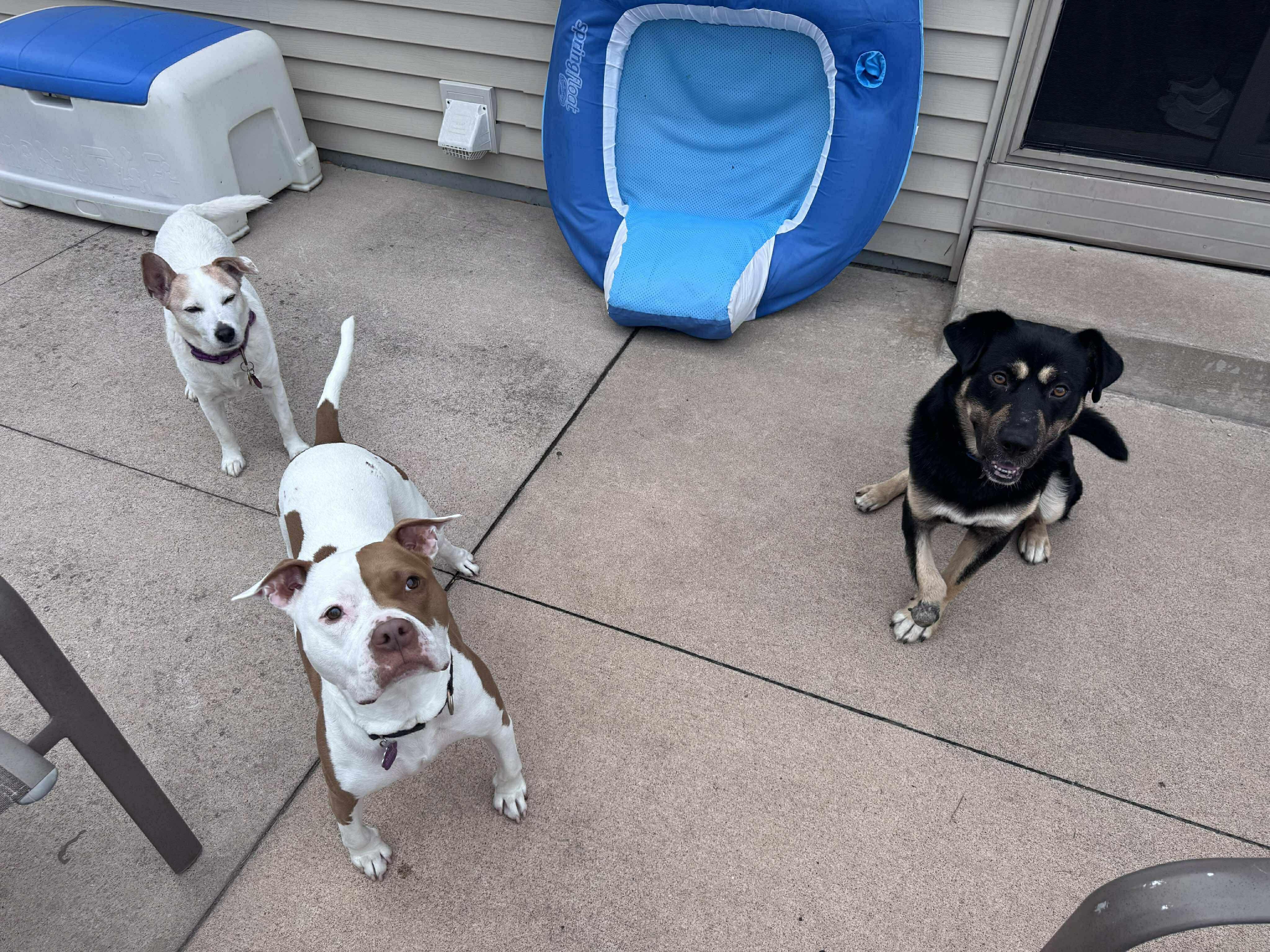 Hugh, a Adoptable mixed breed in Little Chute, WI image 1/6