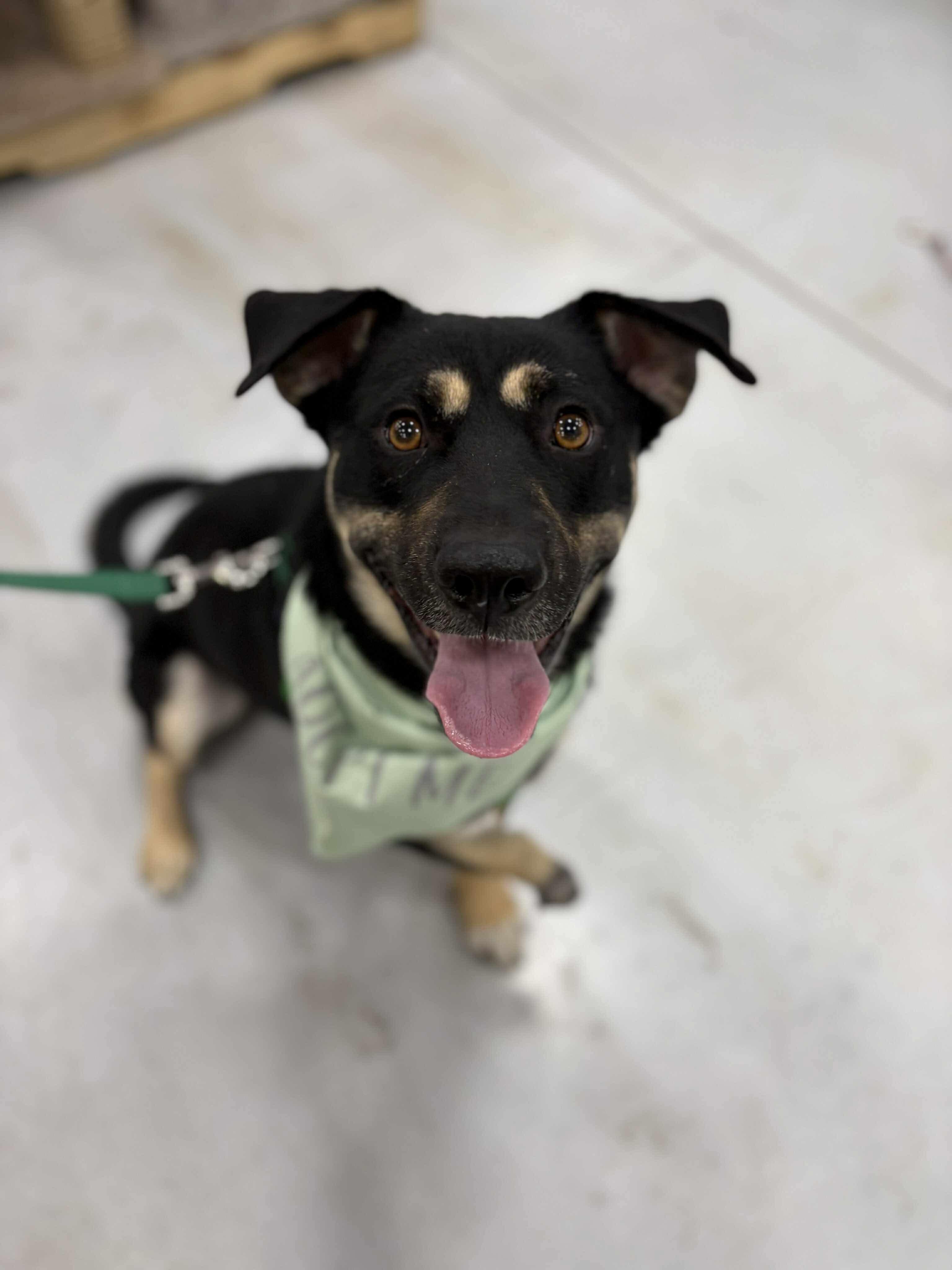 Enlarge Hugh, a Adoptable mixed breed in Little Chute, WI image 1/6