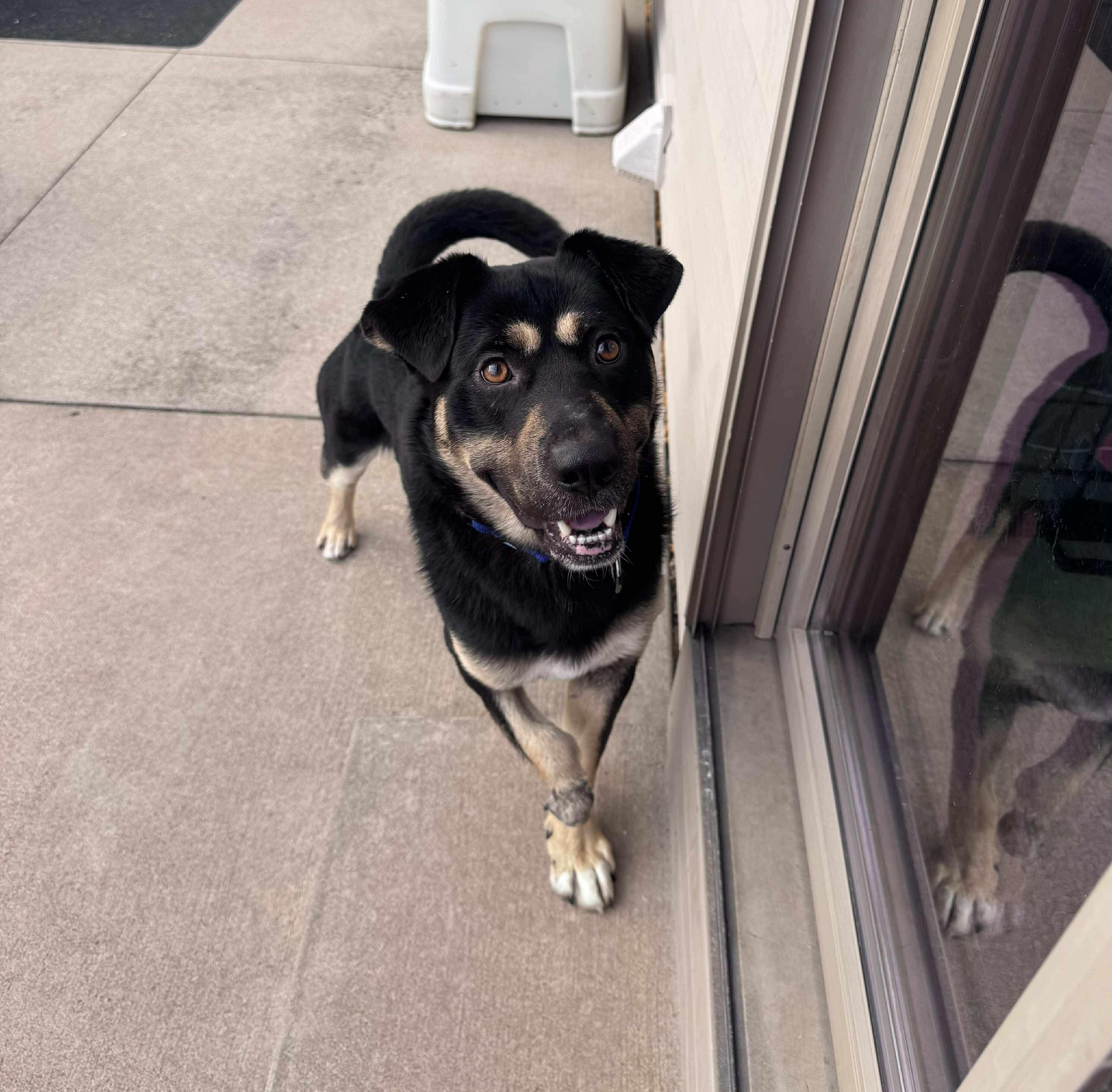 Enlarge Hugh, a Adoptable mixed breed in Little Chute, WI image 2/6