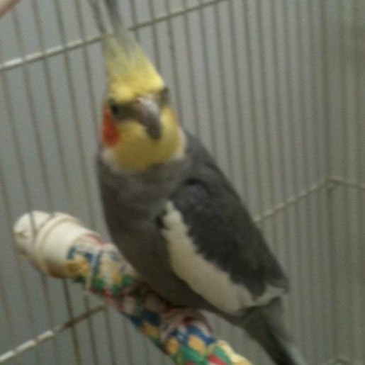 Enlarge Chad, a Adoptable Cockatiel in Lenexa, KS image 1/1