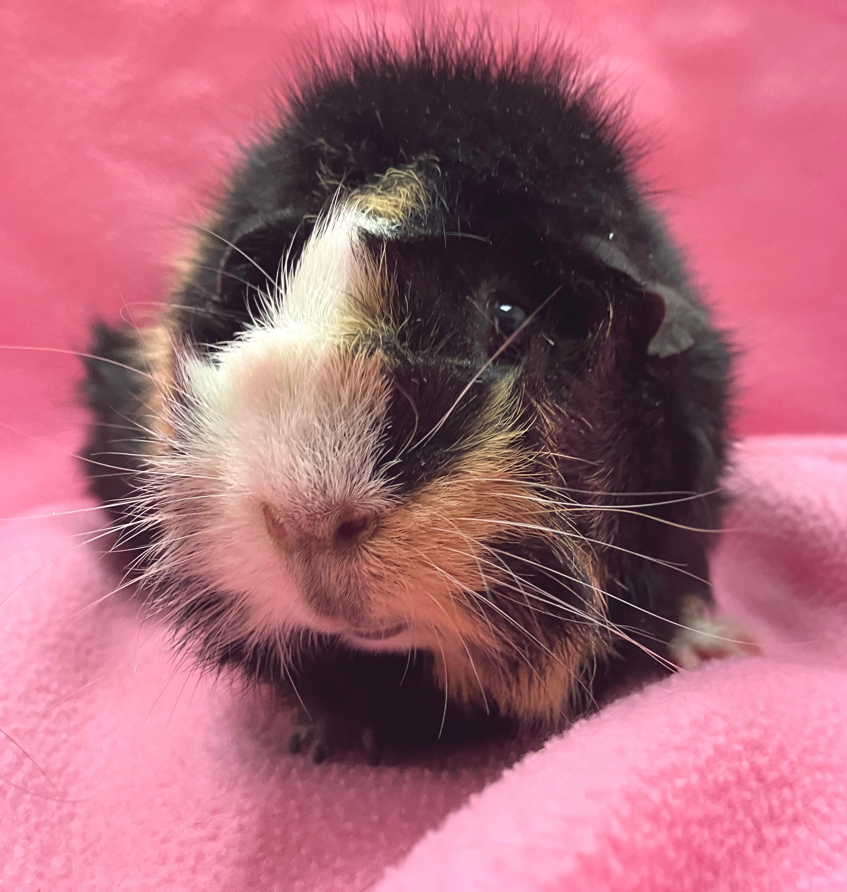 Enlarge Piper, an adopted mixed breed in Oshkosh, WI image 1/4