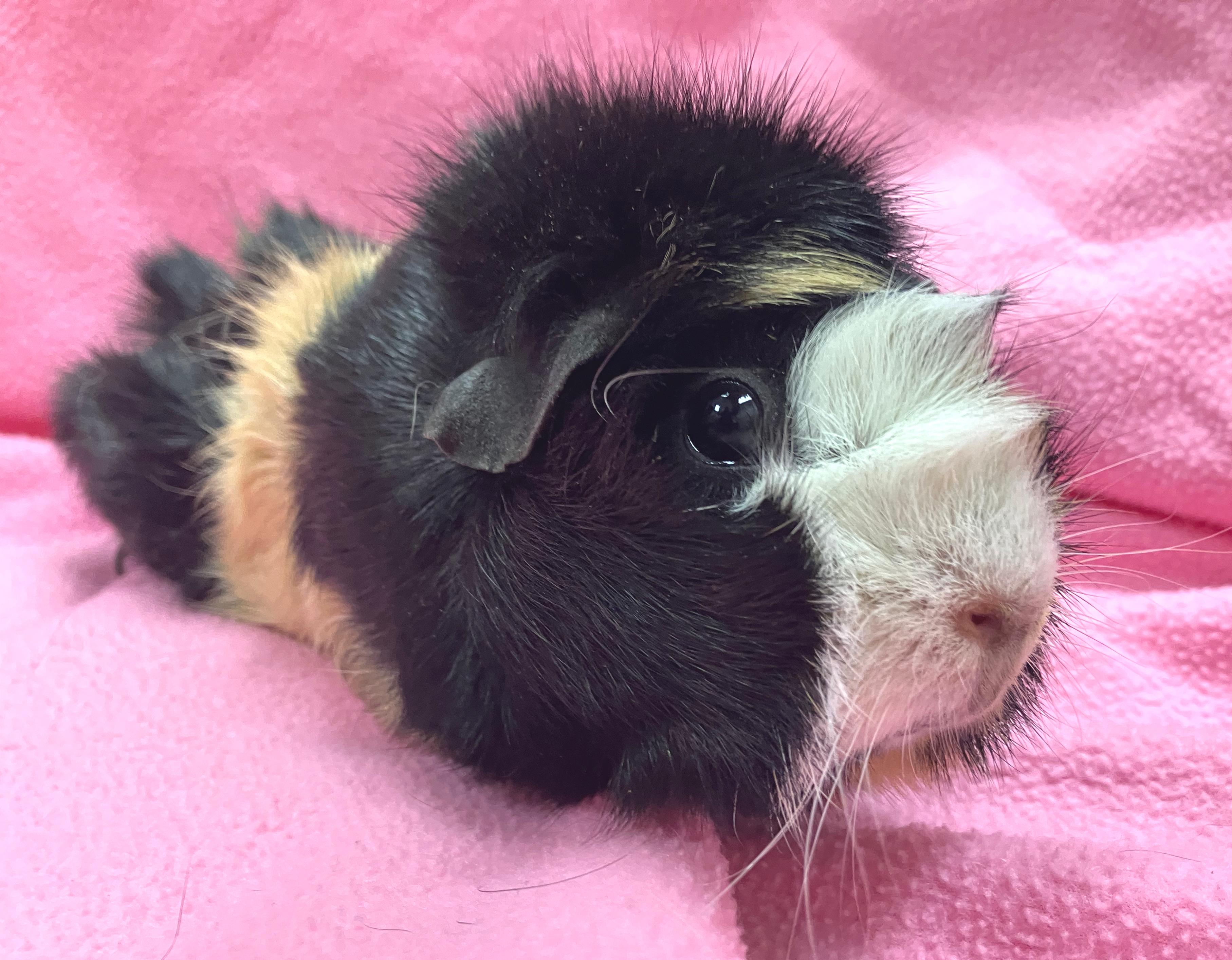 Enlarge Piper, an adopted mixed breed in Oshkosh, WI image 2/4