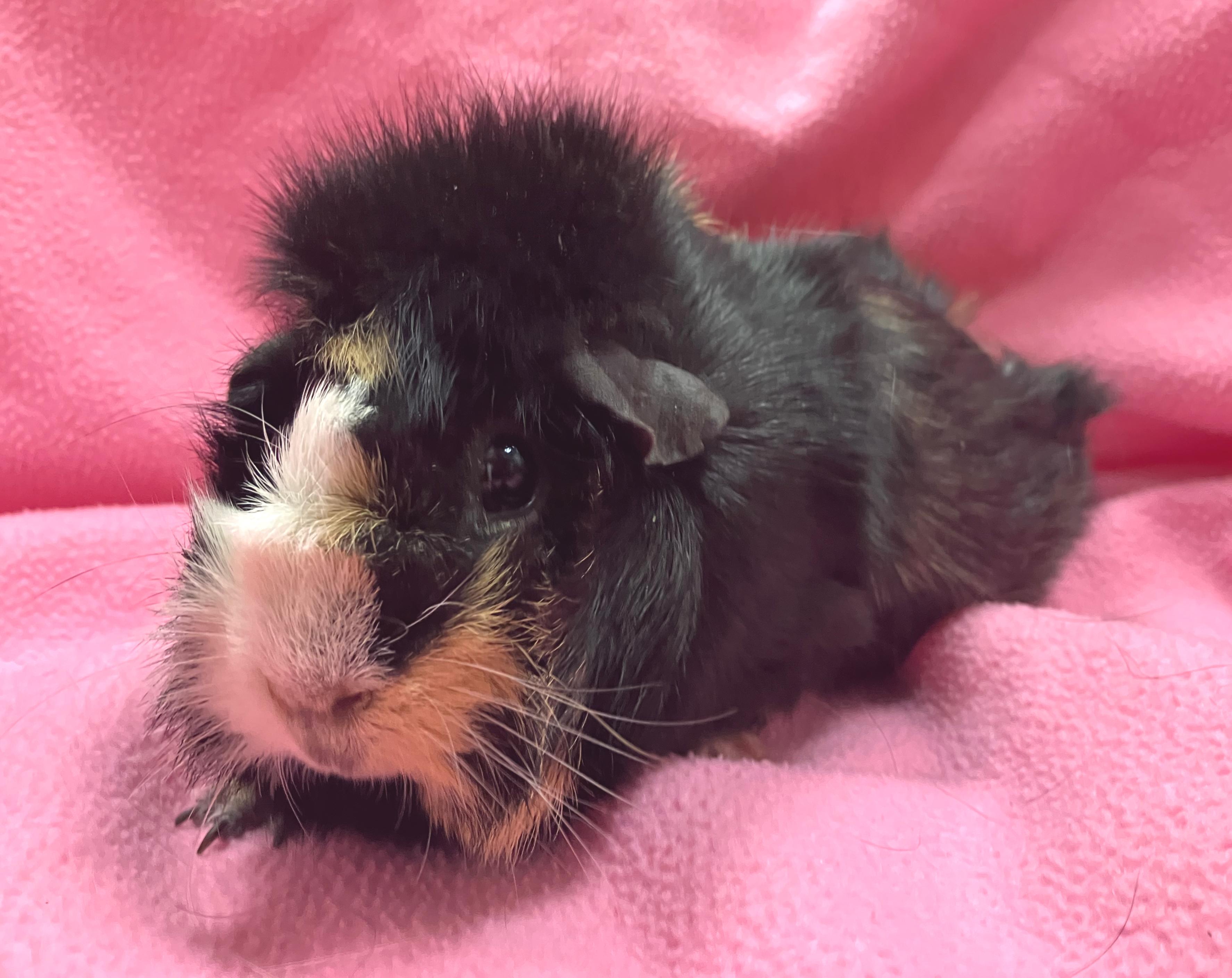 Enlarge Piper, an adopted mixed breed in Oshkosh, WI image 4/4