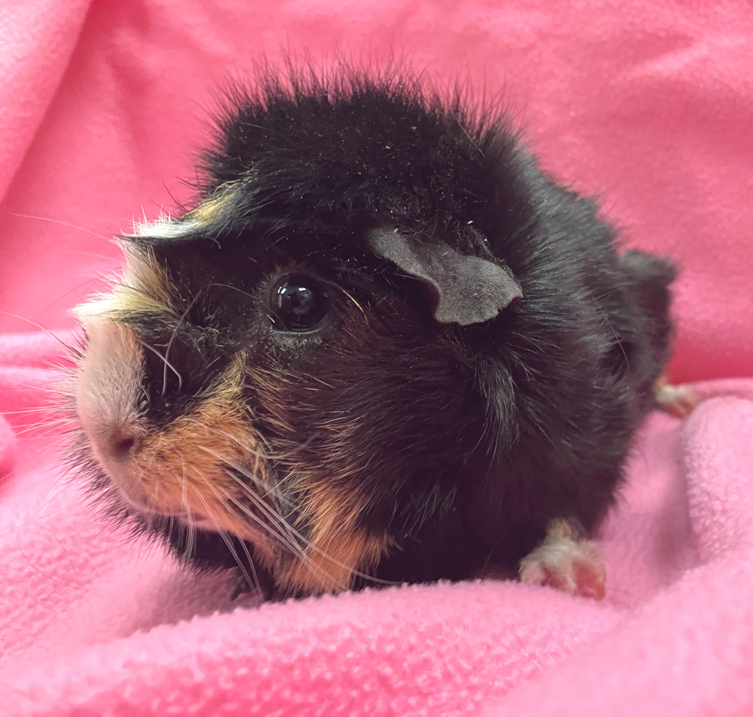 Enlarge Piper, an adopted mixed breed in Oshkosh, WI image 3/4