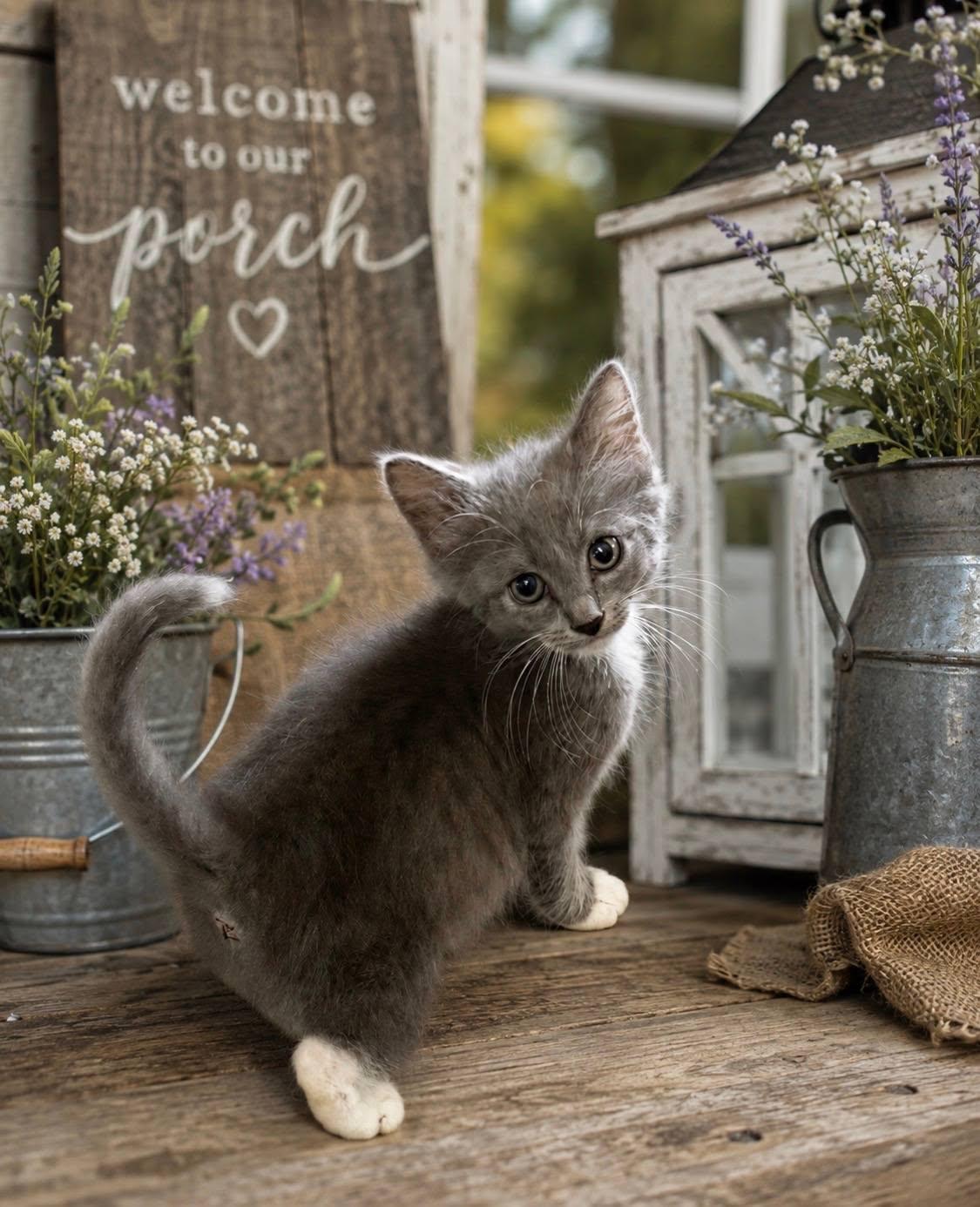 Enlarge Willie, a ADOPTABLE Domestic Short Hair in Mount Pleasant, NC image 2/2