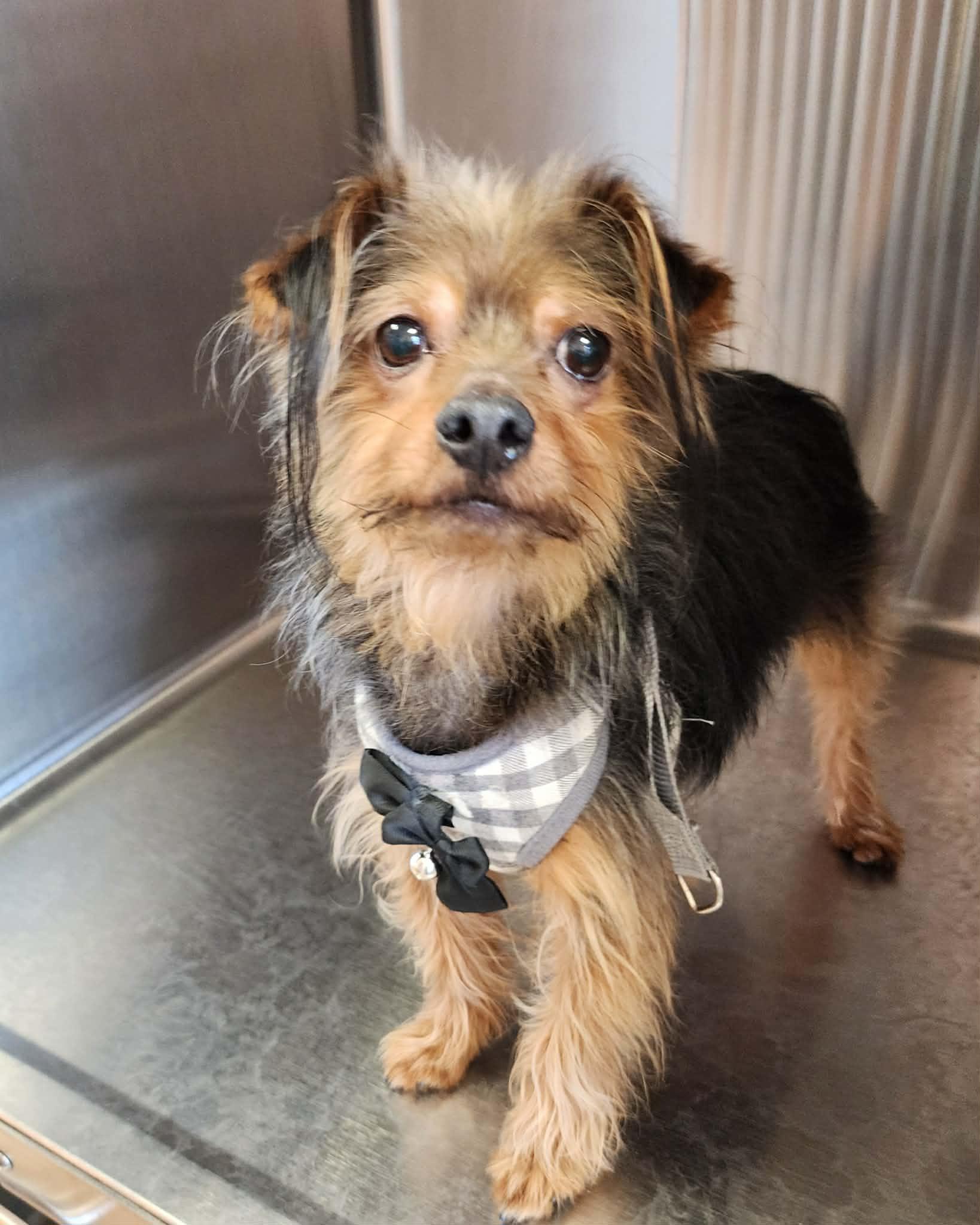 Enlarge Banks, an adoptable mixed breed in Cumming, GA image 4/4