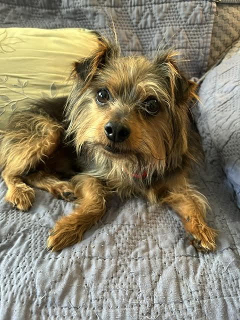 Banks, an adopted mixed breed in Cumming, GA image 1/3
