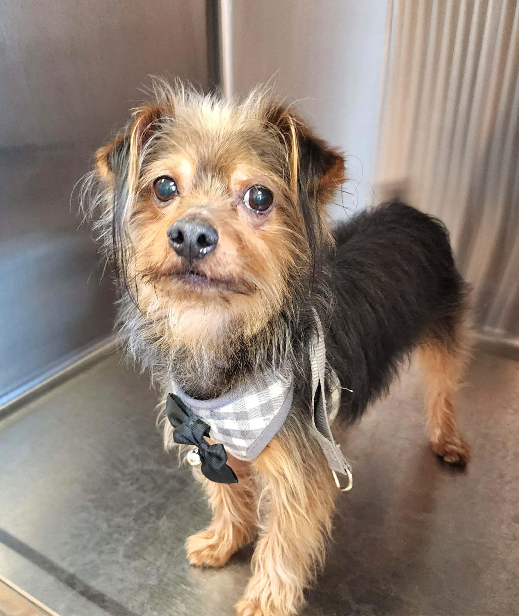 Enlarge Banks, an adoptable mixed breed in Cumming, GA image 3/4