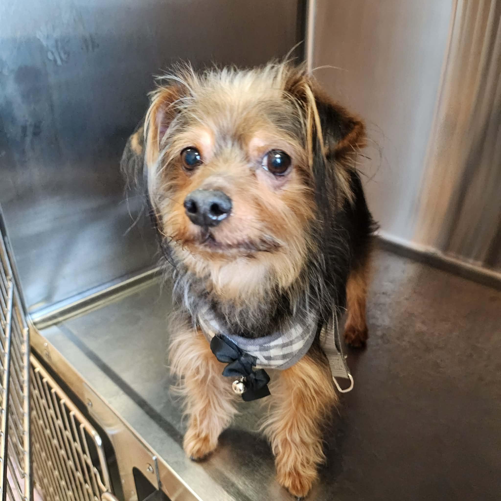 Enlarge Banks, an adoptable mixed breed in Cumming, GA image 2/4