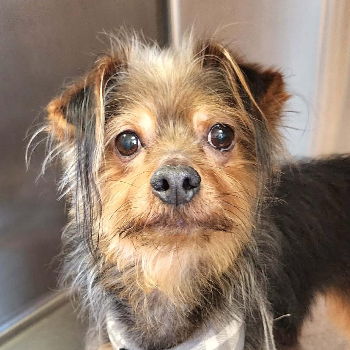 Banks, adoptable, Senior Male Yorkshire Terrier.