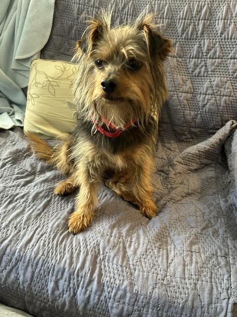 Banks, an adopted mixed breed in Cumming, GA image 2/3