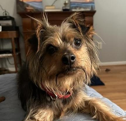 Banks, an adopted mixed breed in Cumming, GA image 3/3