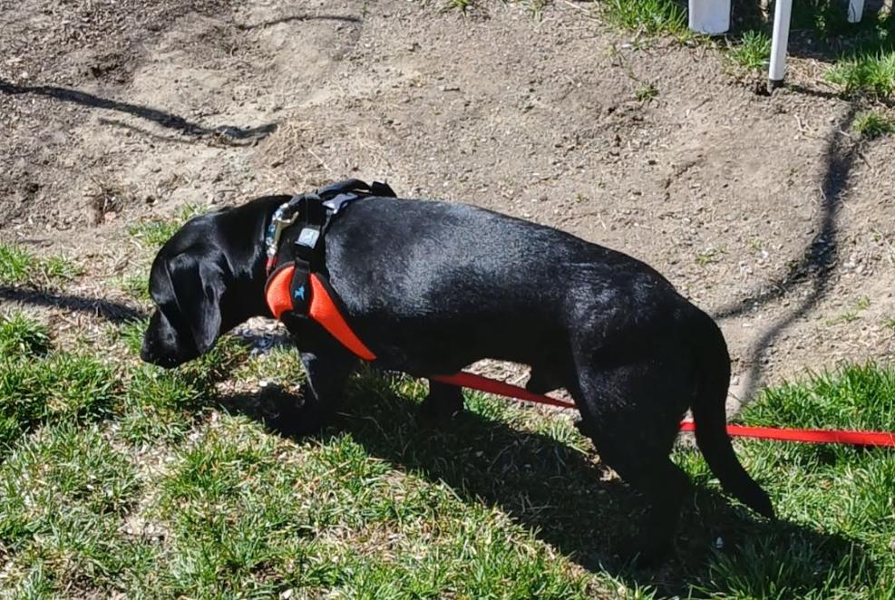 Enlarge Oscar in RI, a Adoptable Dachshund in Cranston, RI image 1/3