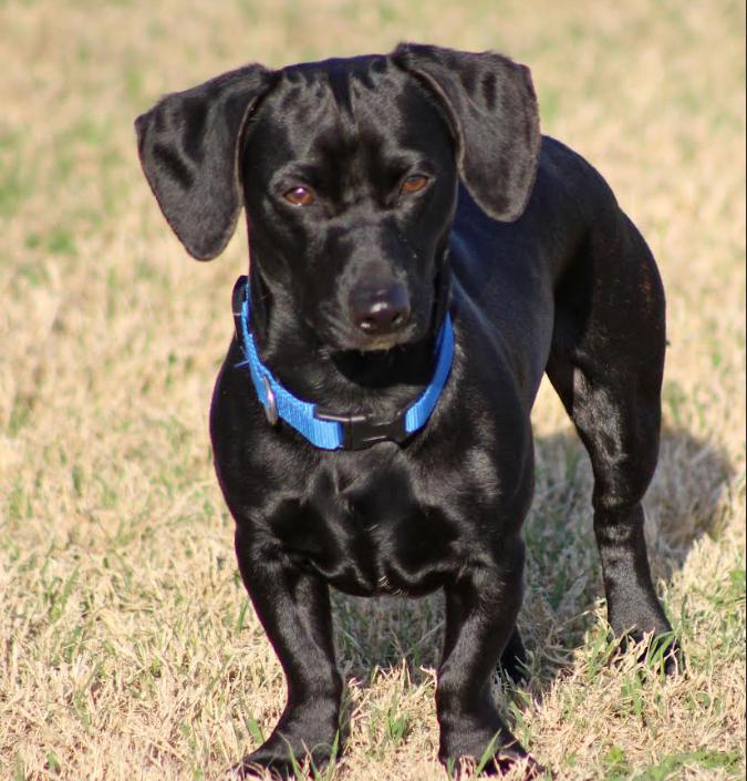Oscar in RI, Adoptable, Young Male Dachshund.
