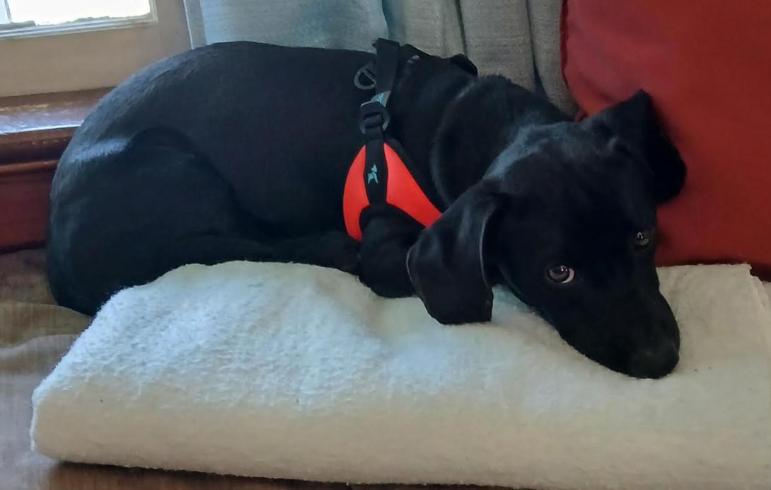 Enlarge Oscar in RI, a Adoptable Dachshund in Cranston, RI image 3/3