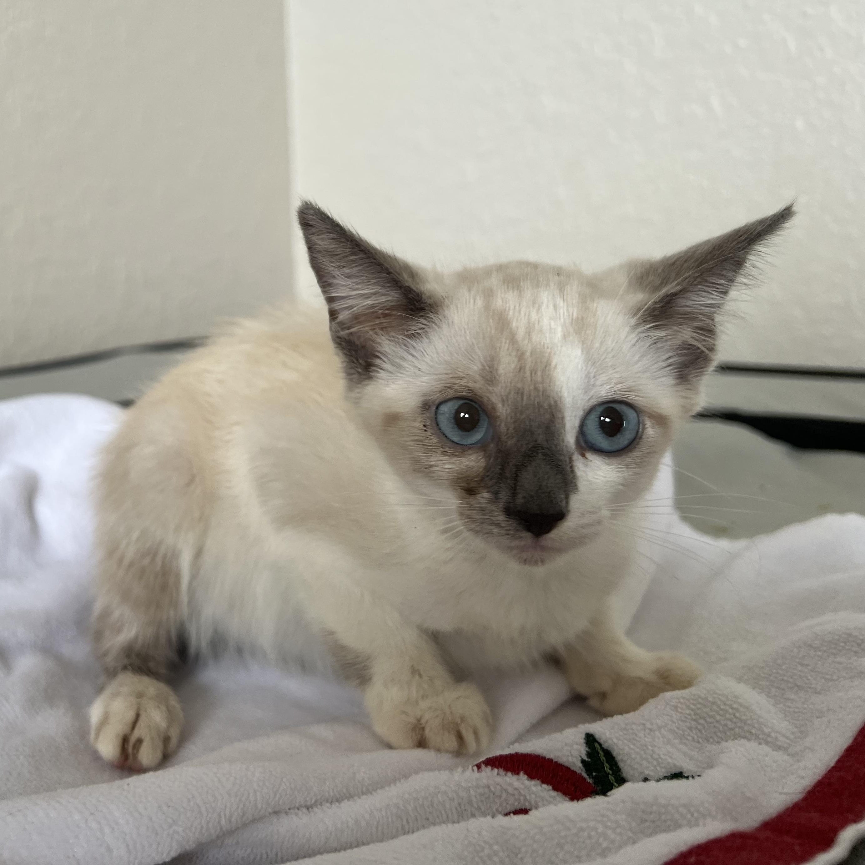 Athena
