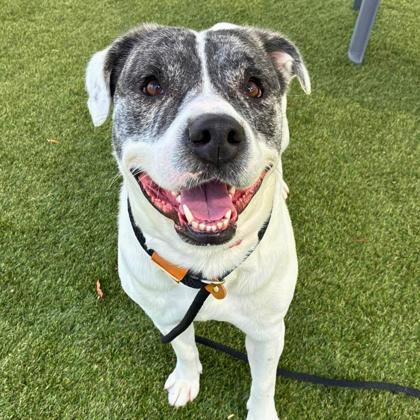 Enlarge Bing Bong, a Adoptable mixed breed in Gastonia, NC image 1/3