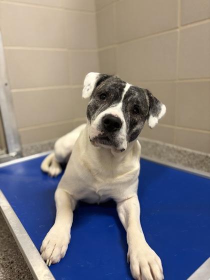 Bing Bong, a Adoptable mixed breed in Gastonia, NC image 3/6