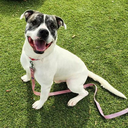 Bing Bong, a Adoptable mixed breed in Gastonia, NC image 4/6
