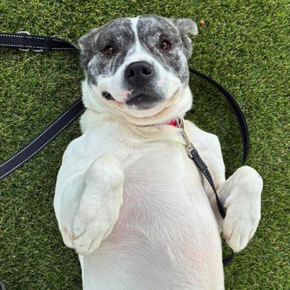 Enlarge Bing Bong, a Adoptable mixed breed in Gastonia, NC image 2/3