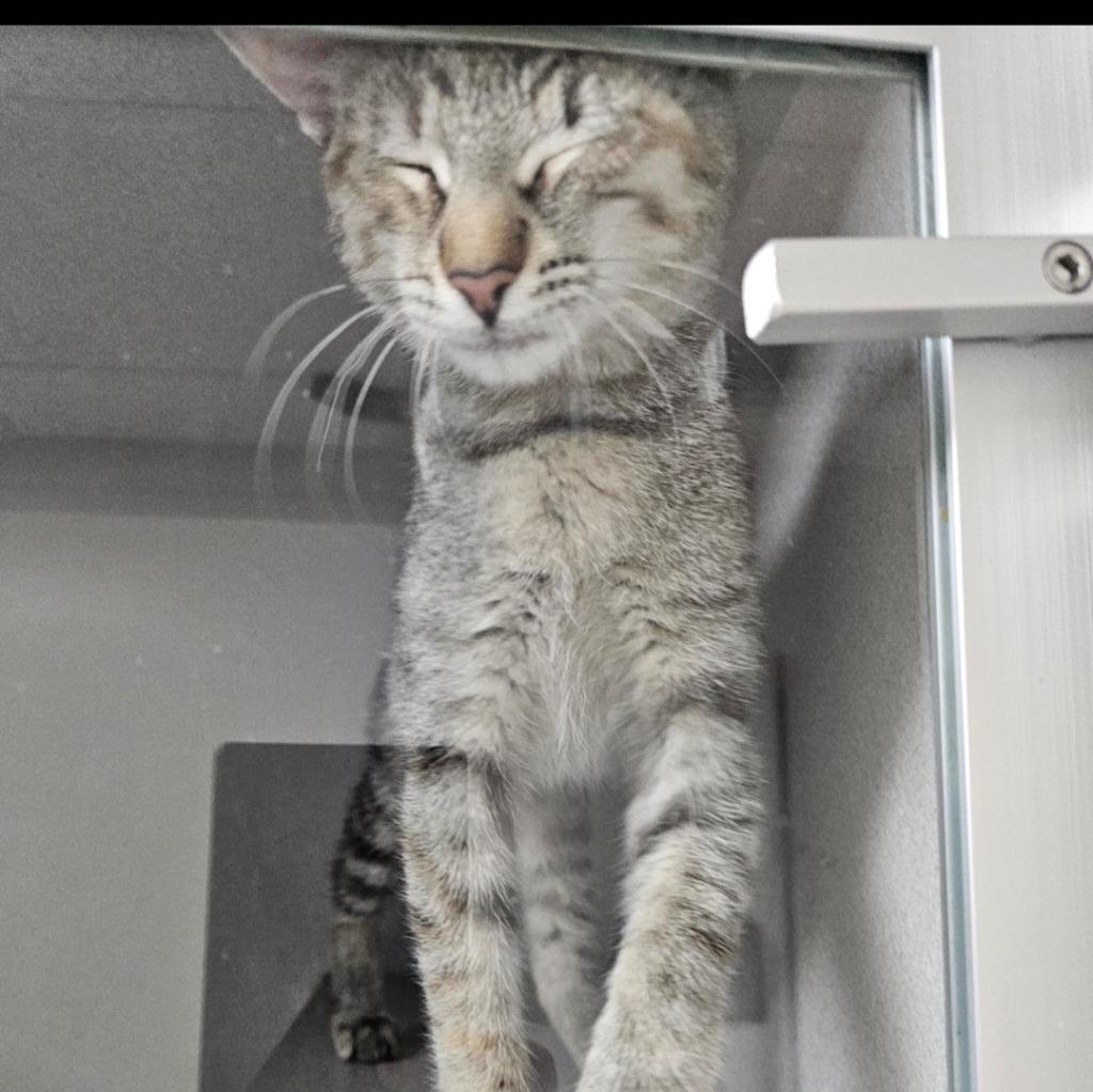 Jubie (and Baker), Adoptable, Kitten Female Domestic Short Hair.