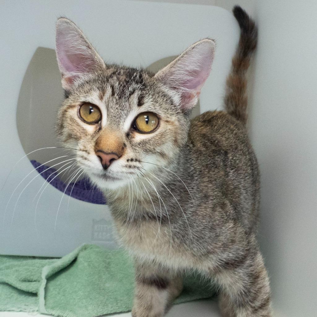 Enlarge Jubie (and Baker), a Adoptable mixed breed in Shoreline, WA image 3/6