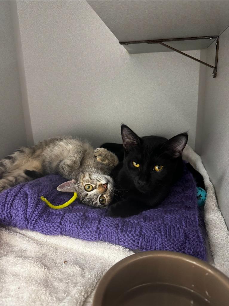 Enlarge Jubie (and Baker), a Adoptable mixed breed in Shoreline, WA image 4/4
