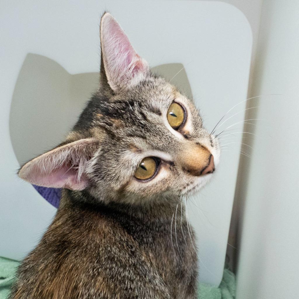 Enlarge Jubie (and Baker), a Adoptable mixed breed in Shoreline, WA image 6/6