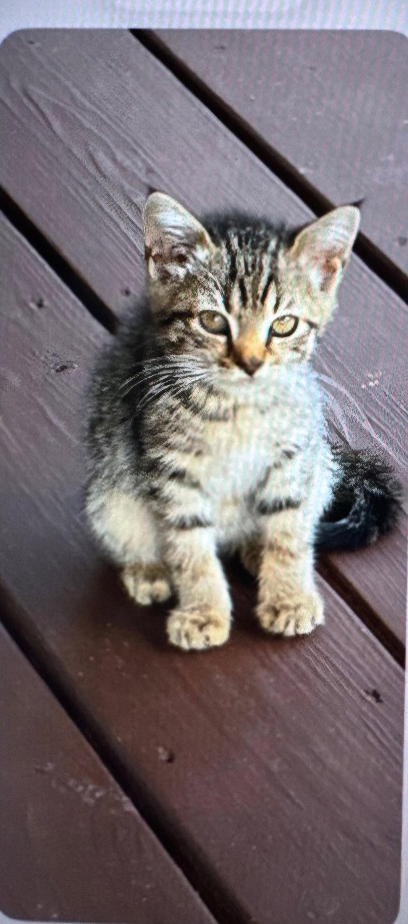 Whisper, Adoptable, Young Female Domestic Medium Hair & Tabby.