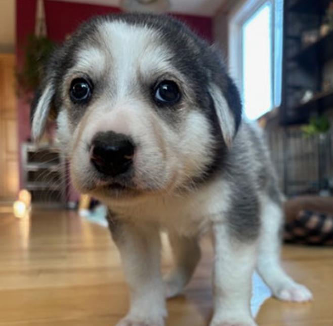Enlarge Tank, an adopted mixed breed in Calgary, AB image 2/3