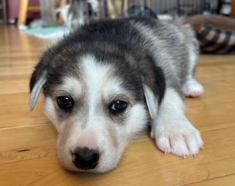 Enlarge Tank, an adopted mixed breed in Calgary, AB image 3/3